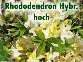 Rhododendron Hybriden hoch